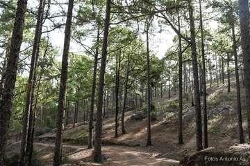 De ruta por el macizo de Tamadaba/Antonio Ali.